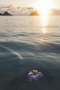 Pink Plumeria Flower Floating in Water Print by Brandon Tabiolo