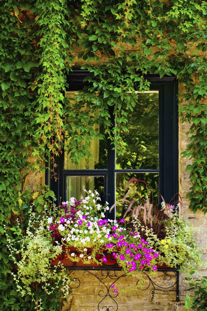 Vines and Flowers in Window Box Fine Art Print by David Chapman