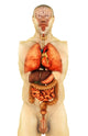Anatomy of the Human Body Poster Print - Front View