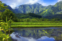 Mirror Image of Kauai Mountains and Taro Fields Fine Art Print by Kicka Witte