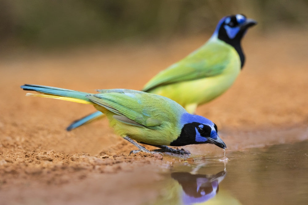 Green Jay Drinking Fine Art Print by Larry Ditto