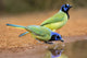 Green Jay Drinking Fine Art Print by Larry Ditto