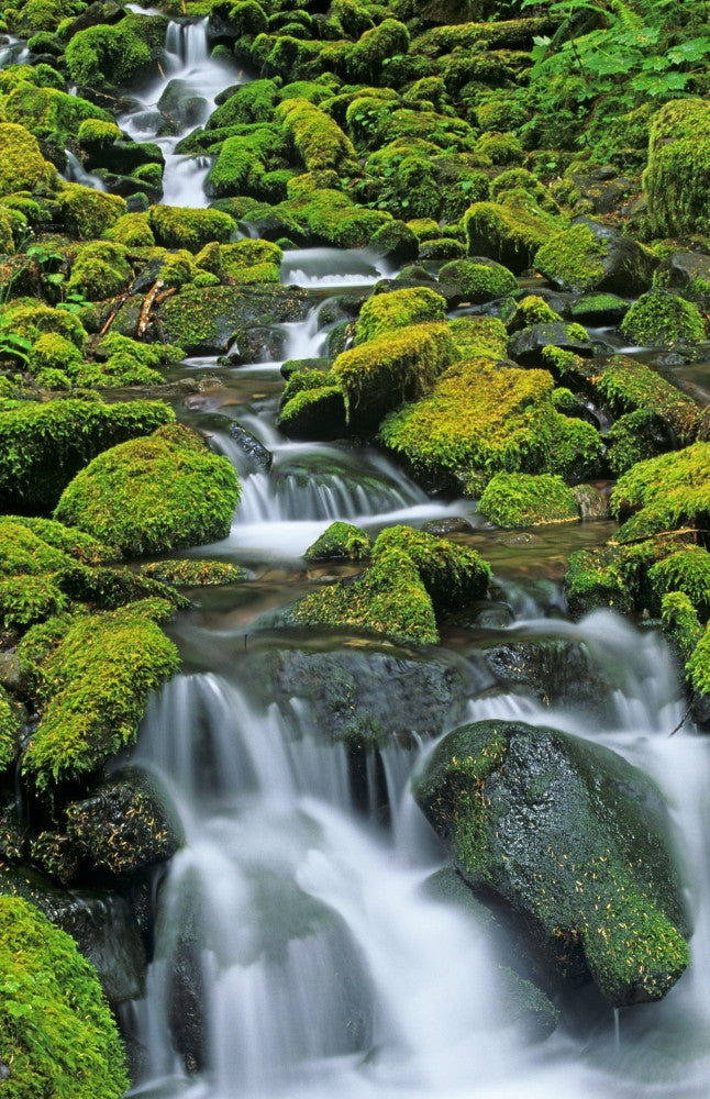 Olympic National Park Creek Cascade Fine Art Print by Jaynes Gallery