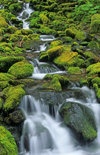 Olympic National Park Creek Cascade Fine Art Print by Jaynes Gallery
