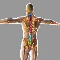 Human Spinal Cord Fine Art Print | Posterazzi