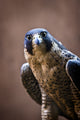 Falcon Fine Art Print - Stunning Wall Décor for Home & Office