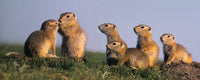 Prairie Dogs Fine Art Print by Natural Moments Photography