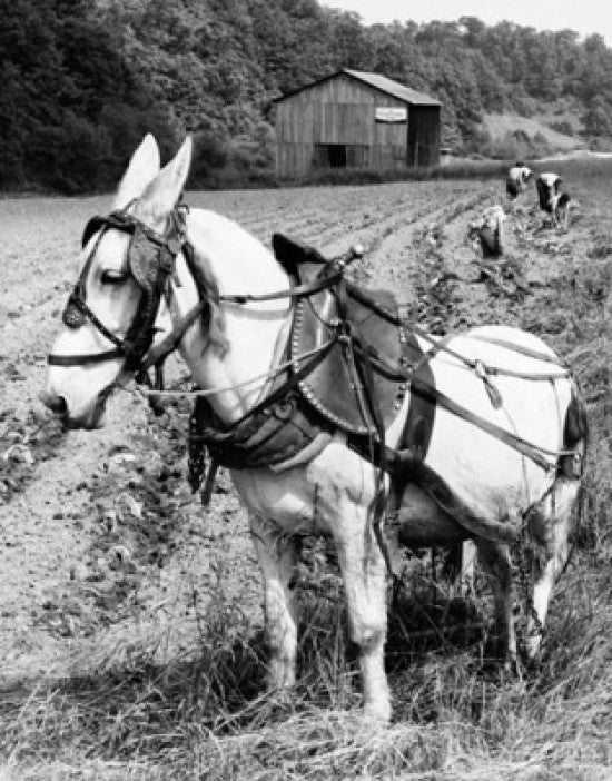 Horse in a Field with Tobacco Planters Fine Art Print