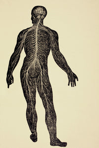 The Human Nervous System Fine Art Print - Vintage Medical Chart