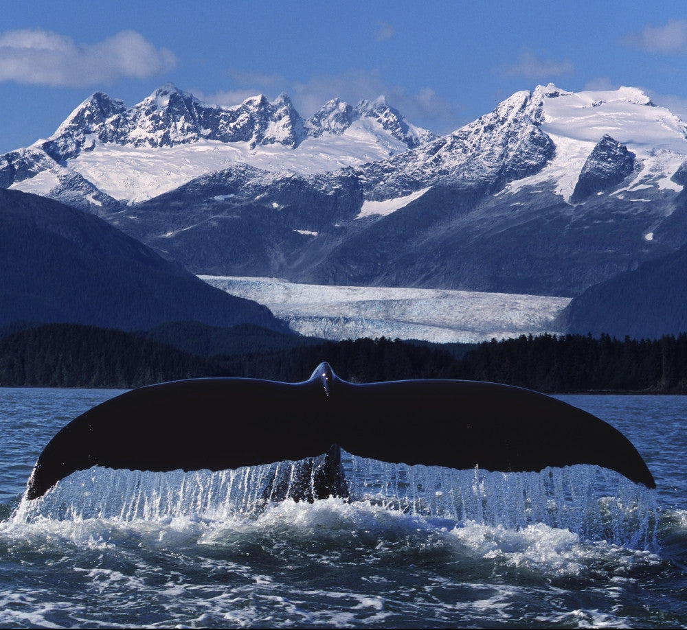 Humpback Whale Tail Fine Art Print in Front of Glacier by John Hyde