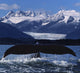Humpback Whale Tail Fine Art Print in Front of Glacier by John Hyde