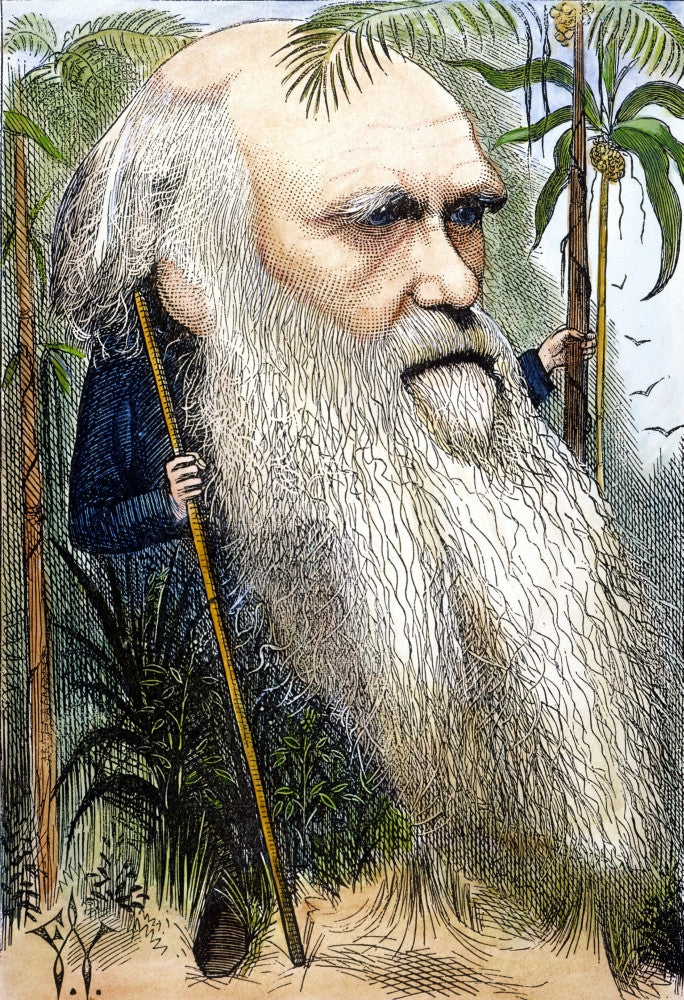 Charles Darwin Caricature Fine Art Print by Frederick Waddy
