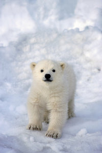 Female Polar Bear Cub Fine Art Print by Tom Soucek | Posterazzi