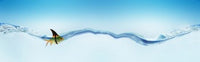Goldfish with Shark Fin Poster Print by Panoramic Images