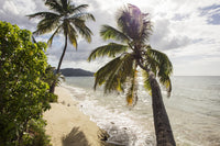 Two Palm Trees on the Beach Fine Art Print by Jenna Szerlag