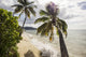 Two Palm Trees on the Beach Fine Art Print by Jenna Szerlag