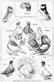 Pigeons 1879 Lithograph Poster Print from New York Pigeon Show