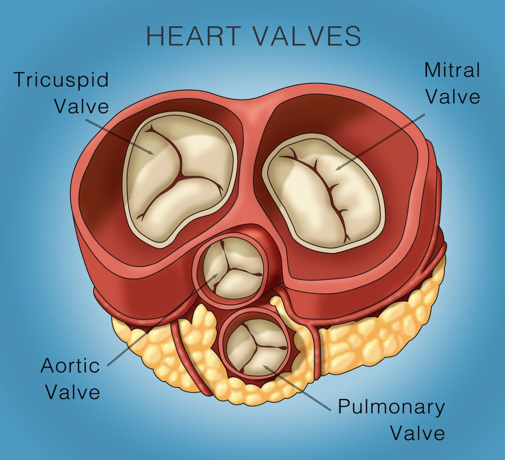 Heart Valves Illustration Fine Art Print by Monica Schroeder