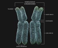 Homologous Chromosomes with Annotations Fine Art Print by Photon Illustration