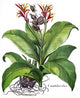 Hortus Eystettensis Fine Art Print - Botanical Engraving by Basilius Besler