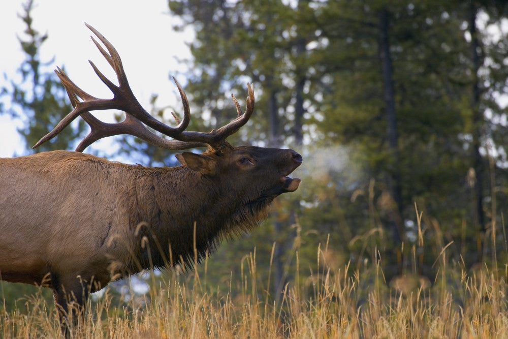 Bull Elk Bugling Fine Art Print from Jasper National Park