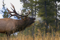 Bull Elk Bugling Fine Art Print from Jasper National Park