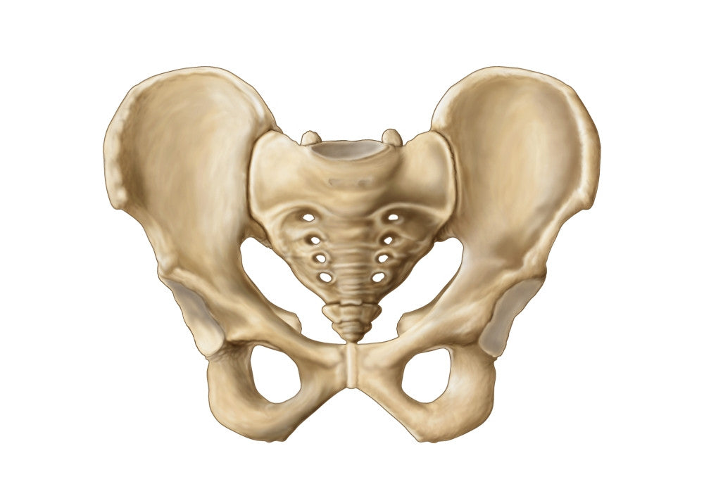 Anatomy of Human Pelvic Bone Fine Art Print - StockTrek Images