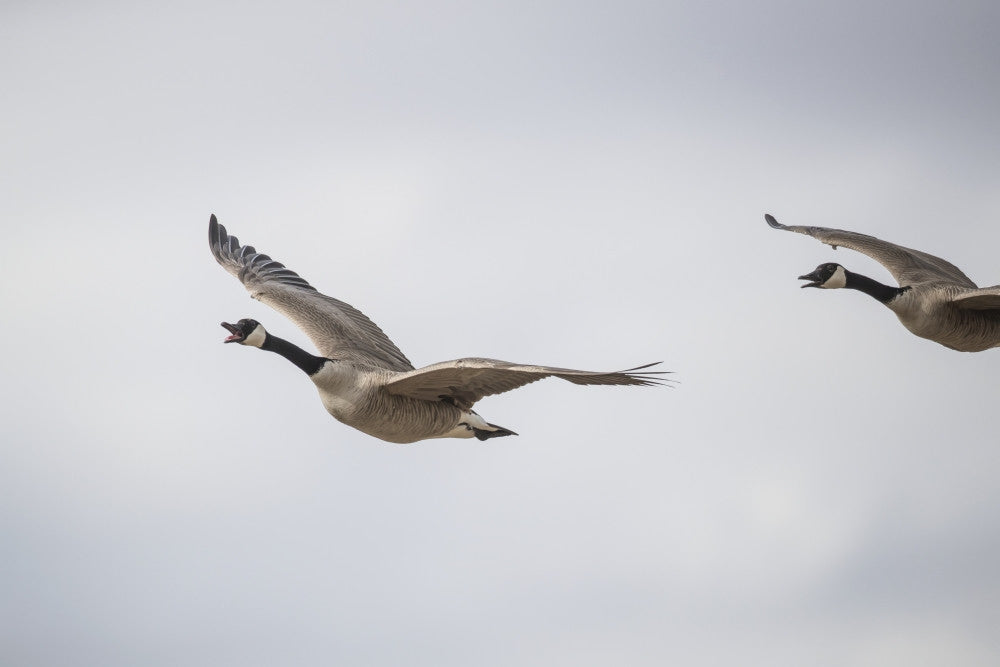 Flying Canadian Geese Fine Art Print by Robert Postma - Val Marie, Saskatchewan