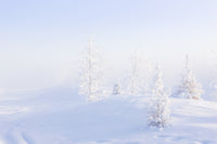 Snowy Birch and Evergreen Trees Fine Art Print by Kevin G. Smith