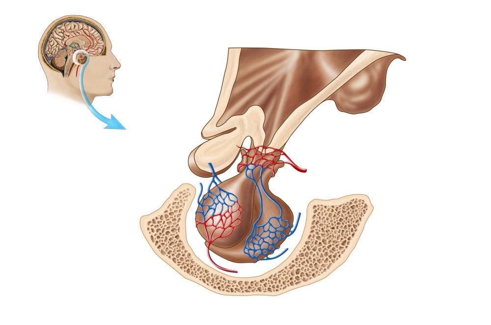 Anatomy of Pituitary Gland Fine Art Print - Multiple Sizes Available