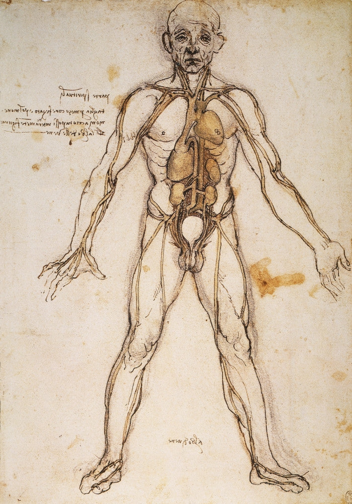 Leonardo da Vinci Anatomy Study Fine Art Print - C1494