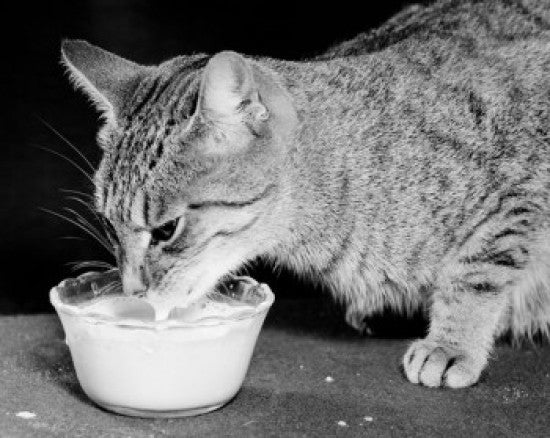 Cat Drinking Milk from a Bowl Fine Art Print