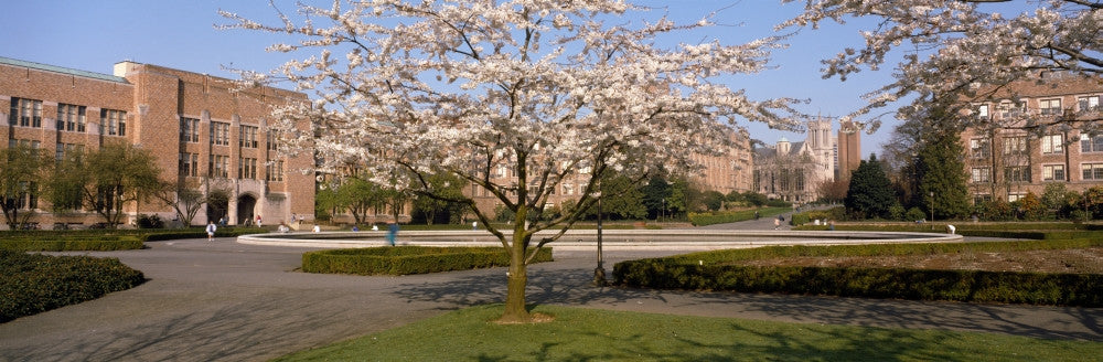 Cherry Blossom Trees at the University of Washington Fine Art Print