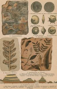 Geology and Paleontology 1886 Fine Art Print by Science Source