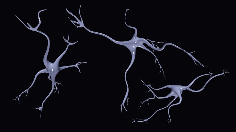 Three Brain Nerve Cells Fine Art Print by Bruce Rolff
