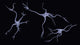 Three Brain Nerve Cells Fine Art Print by Bruce Rolff