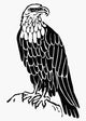 Bald Eagle American Symbol Fine Art Print by Granger Collection