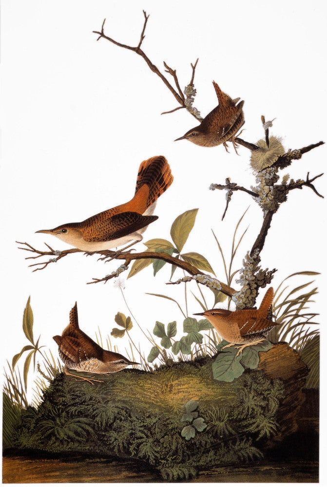 Audubon Wren Art Print - Winter Wren & Rock Wren from Birds of America