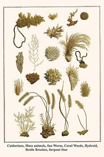 Cnidaria and Coral Fine Art Print by Albertus Seba