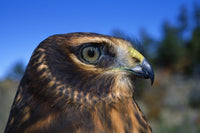 Northern Harrier Raptor in Profile Fine Art Print