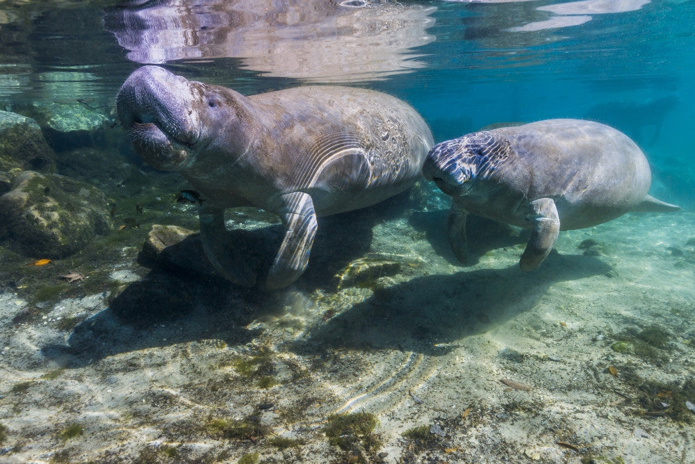 Manatee with Calf in Crystal River, Florida Fine Art Print by Jennifer Idol