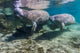 Manatee with Calf in Crystal River, Florida Fine Art Print by Jennifer Idol