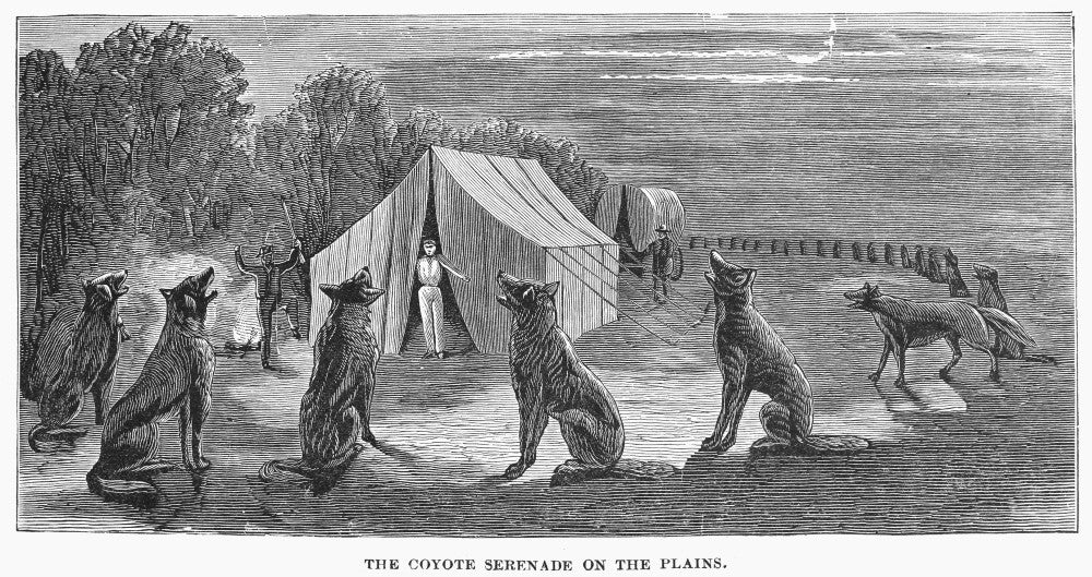 Great Plains Coyotes Line Engraving Fine Art Print by Granger Collection