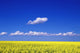A Field of Canola Plants Fine Art Print - Item # VARDPI1776976
