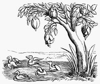 Barnacle Geese Fine Art Print - Engraving from 1552