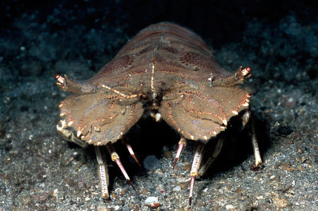 Slipper Lobster Fine Art Print - Lembeh Strait, Indonesia by VWPics