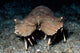 Slipper Lobster Fine Art Print - Lembeh Strait, Indonesia by VWPics