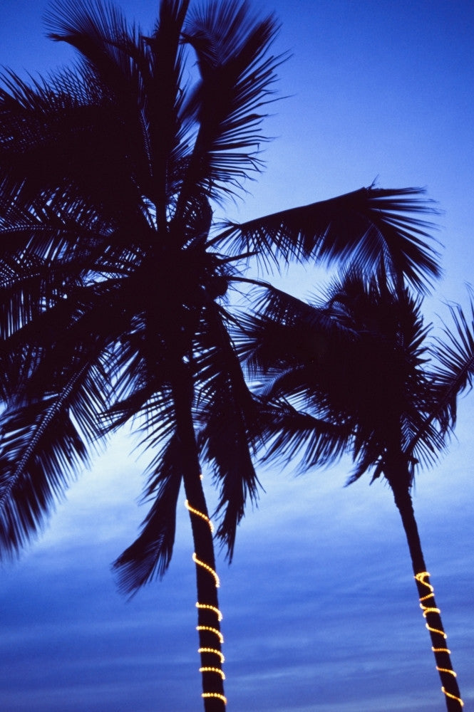 Palm Trees Adorned with Christmas Lights Fine Art Print by Ellen Rooney