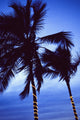 Palm Trees Adorned with Christmas Lights Fine Art Print by Ellen Rooney