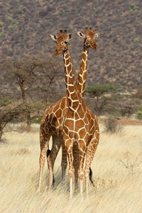 Reticulated Giraffe Fine Art Print by Panoramic Images - 12x19